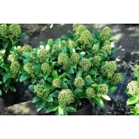 Skimmia japonica'Fragrant Cloud' 