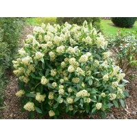 Skimmia confusa'Kew Green' 