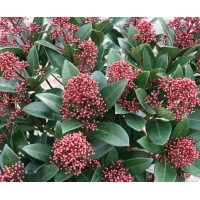 Skimmia japonica'Rubella' 