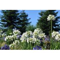Agapanthus'Snow Cloud' 