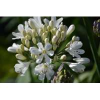 Agapanthus'Snow Crystal' 
