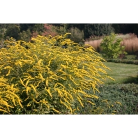 Solidago rugosa'Fireworks'