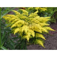 Solidago'Praecox'
