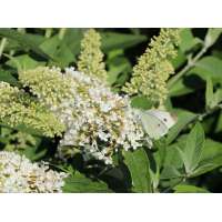 Buddleja'Reve de Papillon White' 