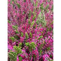 Calluna vulgaris'Angie' 