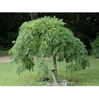 Sophora japonica'Pendula' 