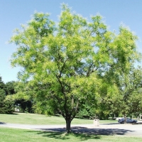 Sophora japonica'Regent' 