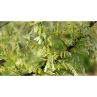 Sophora japonica'Regent' 