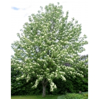 Sorbus aria'Lutescens' 