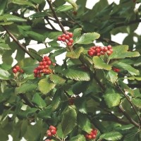 Sorbus aria'Magnifica' 