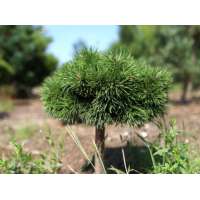 Pinus uncinata'Grüne Welle' 