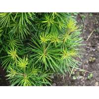 Sciadopitys verticillata'Grüne Kugel' 