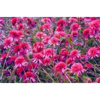 Echinacea'Southern Belle'