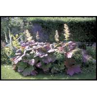 Rodgersia podophylla'Braunlaub' 