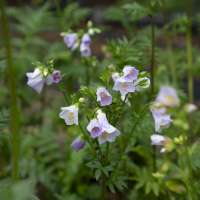 Polemonium caeruleum'Hopleys'