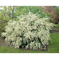 Spiraea vanhoutei 