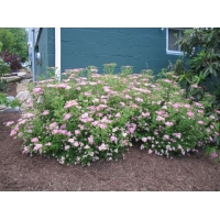 Spiraea japonica'Little Princess' 