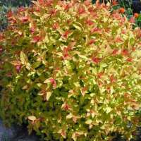 Spiraea japonica'Sparkling Carpet' 
