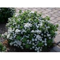 Spiraea betulifolia'Thor' 