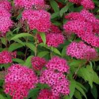 Spiraea japonica'Dart's Red' 