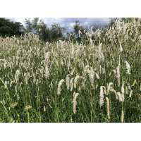Sanguisorba tenuifolia'Parviflora'