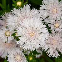 Stokesia laevis'Silver Moon'