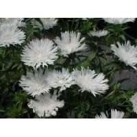 Stokesia laevis'Alba'