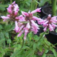 Stachys monieri'Saharan Pink'