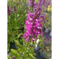 Stachys'Summer Romance'