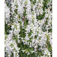 Stachys'Summer Snowcone'
