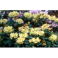 Rhododendron'Stadt Westerstede' 