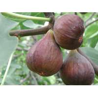 Ficus carica'Peretta 