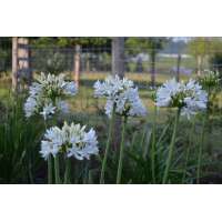 Agapanthus'Stephanies Charm' 