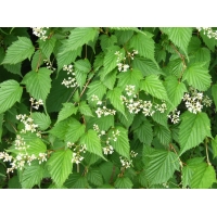 Stephanandra tanakae 