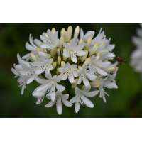Agapanthus'Stephanies Charm' 