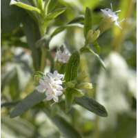 Stevia rebaudiana
