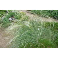 Stipa capillata