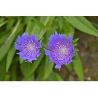 Stokesia laevis'Blue Star'