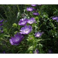 Stokesia laevis'Purple Parasols'