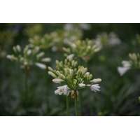 Agapanthus'Summer Love White' 