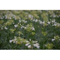 Agapanthus'Summer Love White' 