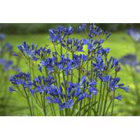 Agapanthus'Summer Love Blue' 