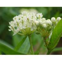 Asclepias incarnate'Ice Ballet'