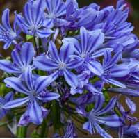 Agapanthus'Sweet Surprise' 