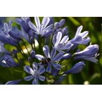 Agapanthus'Sweet Surprise' 