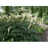 Actaea racemosa'Cordifolia'
