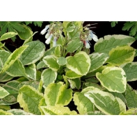 Symphytum grandiflorum'Goldsmith'