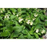 Symphytum grandiflorum