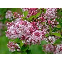 Syringa microphylla'Superba' 