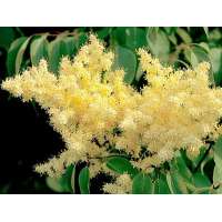 Syringa pekinensis'Yellow Fragrance' 